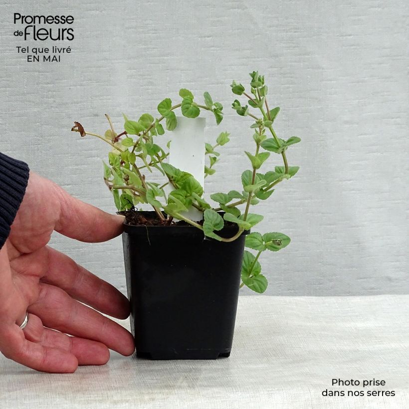 Exemplaar van Diascia fetcaniensis - Elfenspoor Kweekpotje van 8/9 cm zoals geleverd in de lente