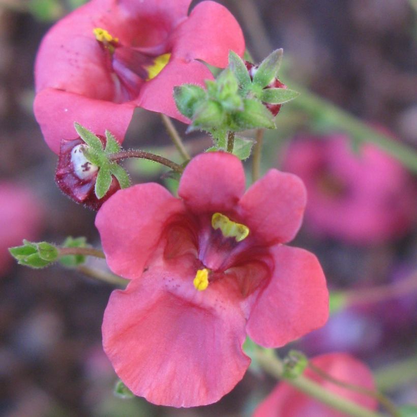 Diascia integerrima - Elfenspoor (Bloei)