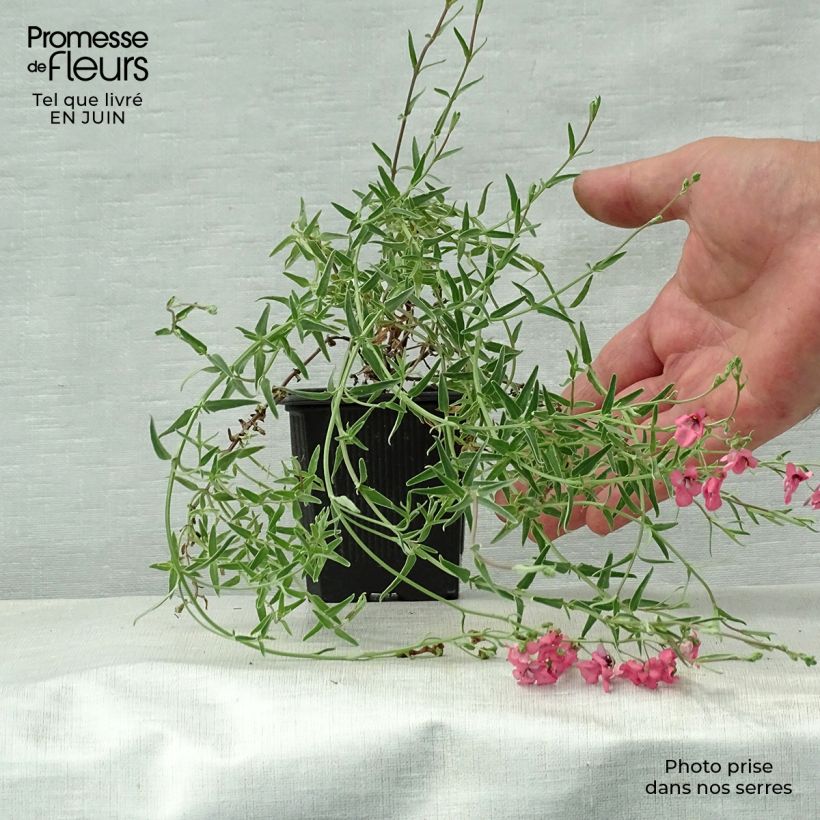 Exemplaar van Diascia integerrima - Elfenspoor Kweekpotje van 8/9 cm zoals geleverd in de zomer