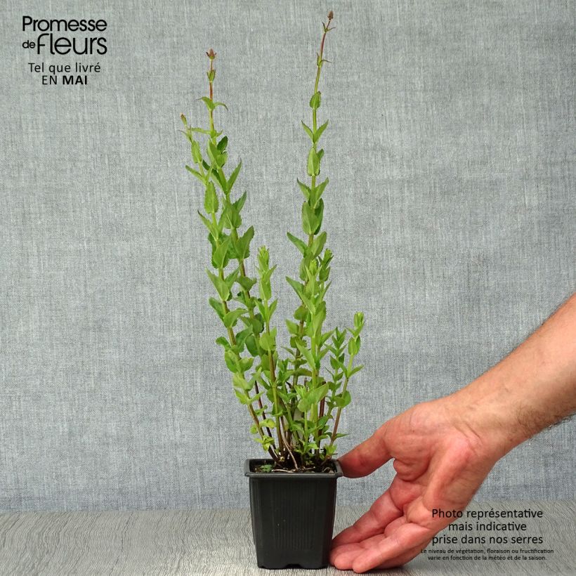 Exemplaar van Diascia personata - Elfenspoor Kweekpotje van 8/9 cm zoals geleverd in de lente