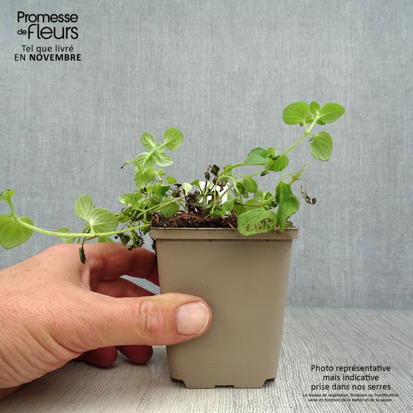 Exemplaar van Diascia vigilis - Elfenspoor Kweekpotje van 8/9 cm zoals geleverd in de herfst