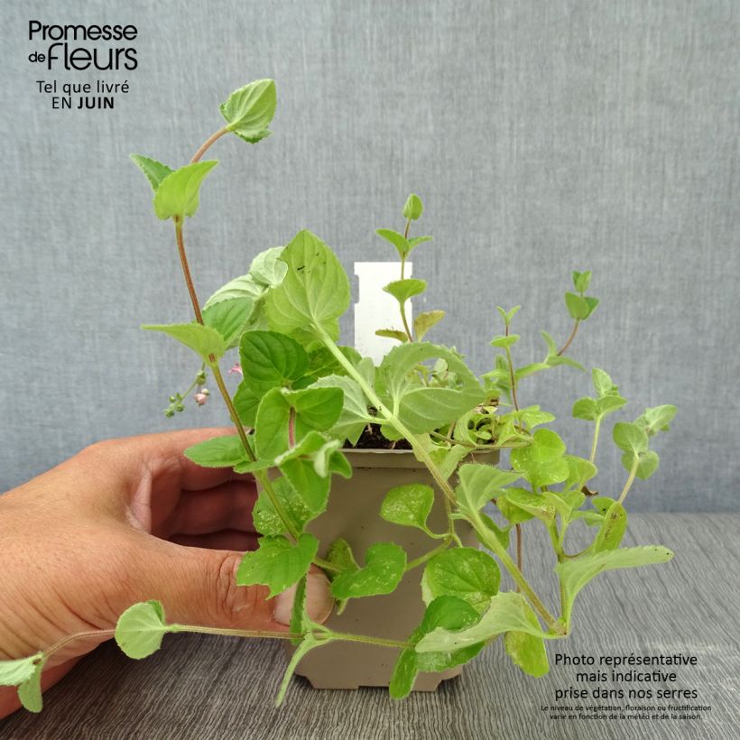 Exemplaar van Diascia vigilis - Elfenspoor Kweekpotje van 8/9 cm zoals geleverd in de zomer