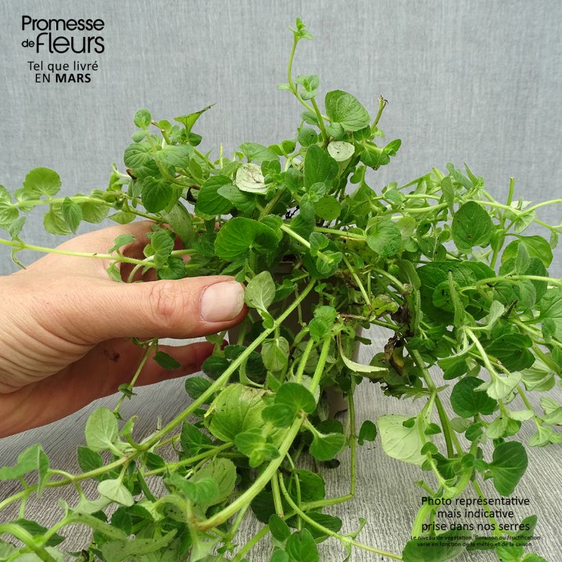 Exemplaar van Diascia vigilis - Elfenspoor Kweekpotje van 8/9 cm zoals geleverd in de lente