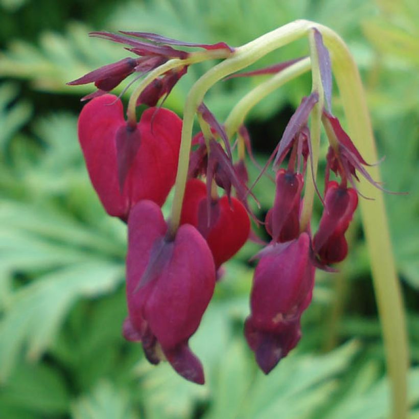 Dicentra formosa Bacchanal - Gebroken hartje (Bloei)