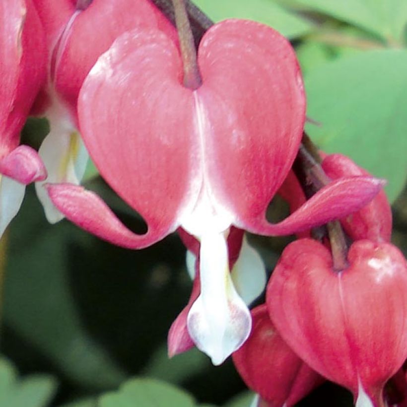 Dicentra spectabilis Valentine - Gebroken hartje (Bloei)