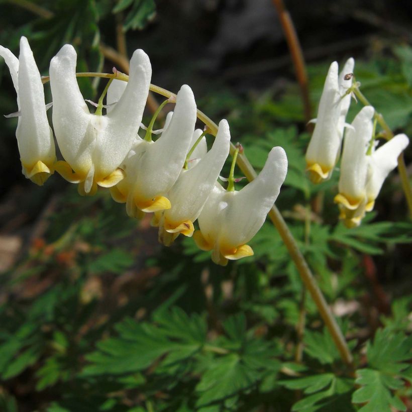 Dicentra cucullaria - Gebroken hartje (Bloei)