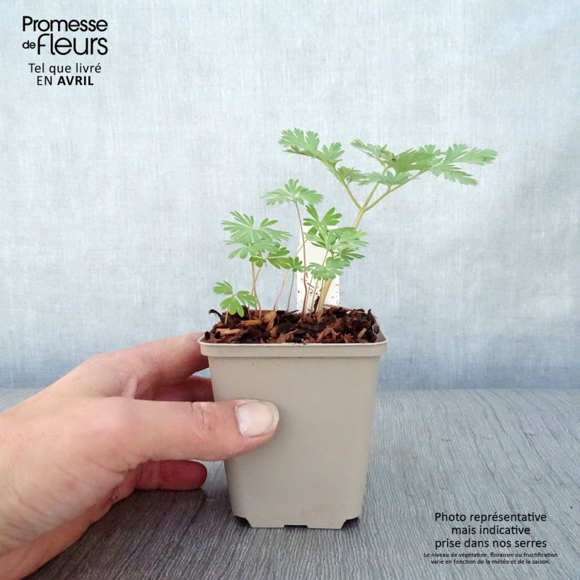 Exemplaar van Dicentra cucullaria - Gebroken hartje Kweekpotje van 8/9 cm zoals geleverd in de lente