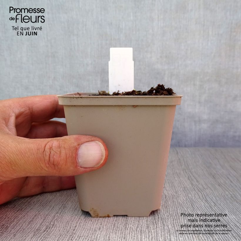 Exemplaar van Dicentra cucullaria - Gebroken hartje Kweekpotje van 8/9 cm zoals geleverd in de zomer