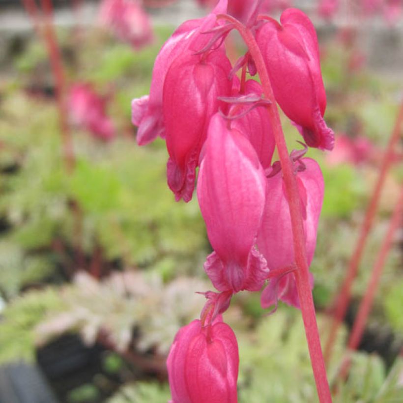 Dicentra formosa Luxuriant - Gebroken hartje (Bloei)