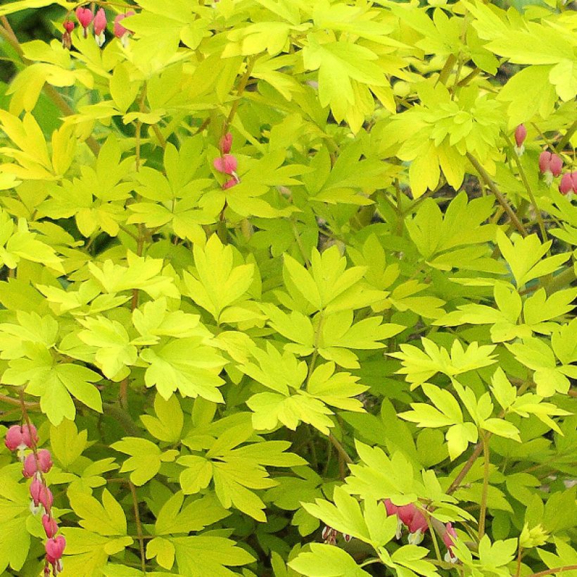 Dicentra spectabilis Goldheart - Gebroken hartje (Blad)