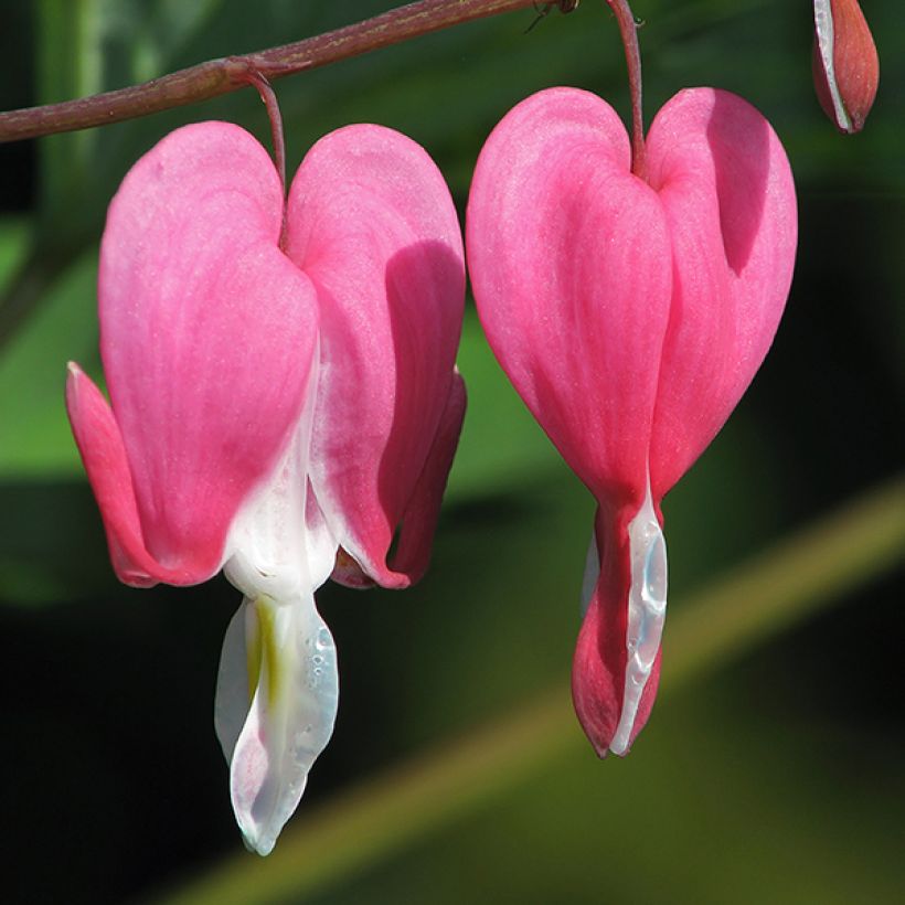 Dicentra spectabilis Goldheart - Gebroken hartje (Bloei)