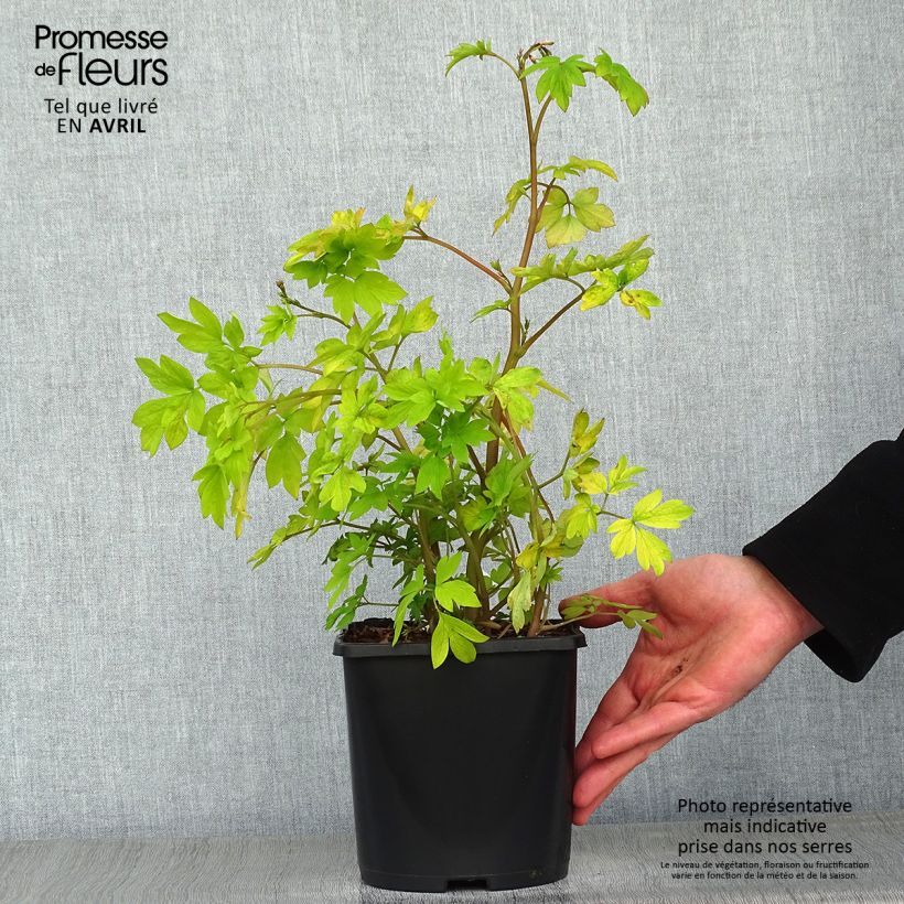 Exemplaar van Dicentra spectabilis Yellow Leaf - Gebroken hartje Pot van 3 l/4 l zoals geleverd in de lente