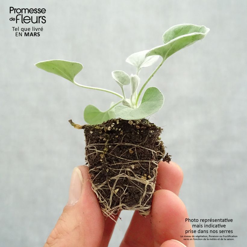 Exemplaar van Dichondra Silver Falls - Zilveren dichondra Mini-mot Ø 3/4 cm zoals geleverd in de lente