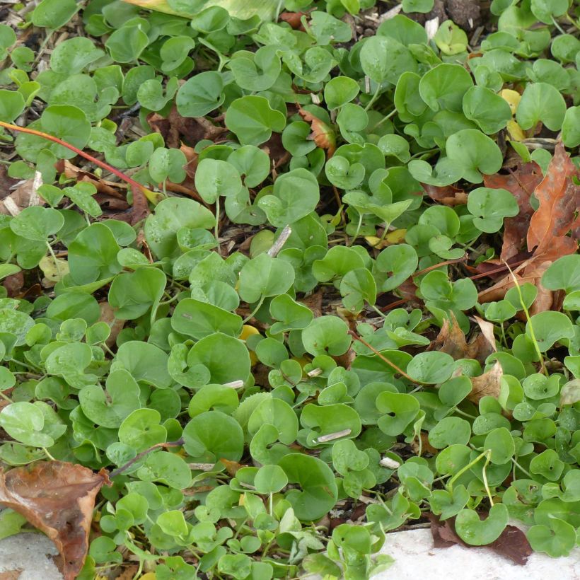 Dichondra repens - Niergras (Blad)