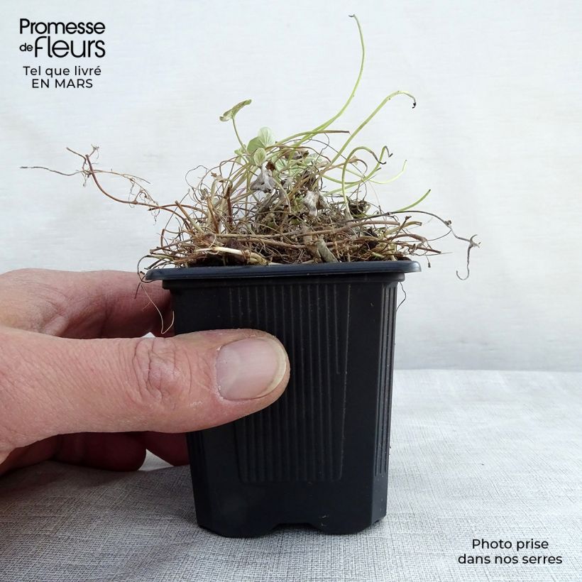 Exemplaar van Dichondra repens - Niergras Kweekpotje van 8/9 cm zoals geleverd in de lente