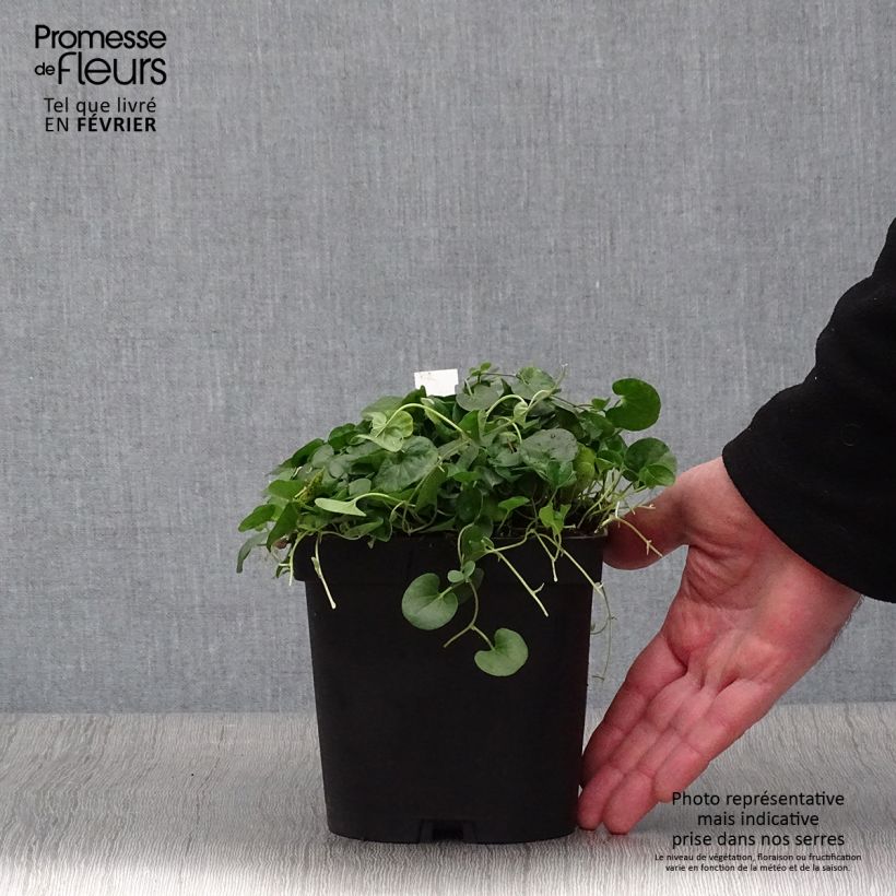 Exemplaar van Dichondra repens - Niergras Pot van 2 l/3 l zoals geleverd in de winter