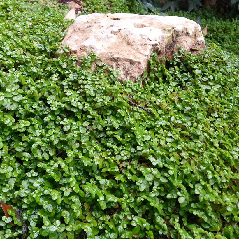 Dichondra repens (zaad) - Niergras (Groeiplaats)