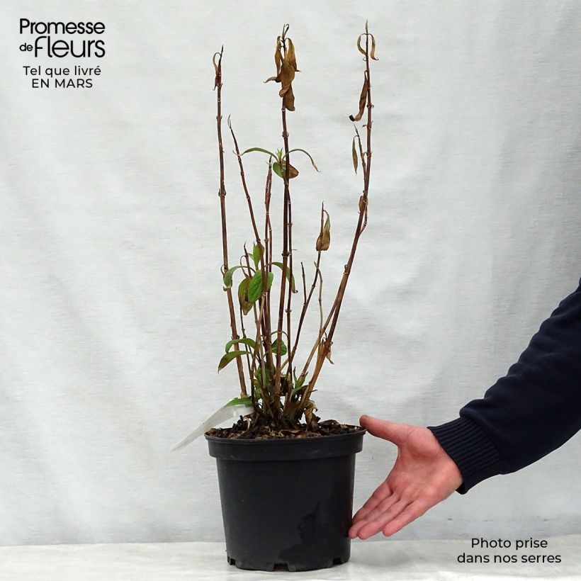 Exemplaar van Dichroa Marie - Chang shan Pot van 4 l/5 l zoals geleverd in de lente