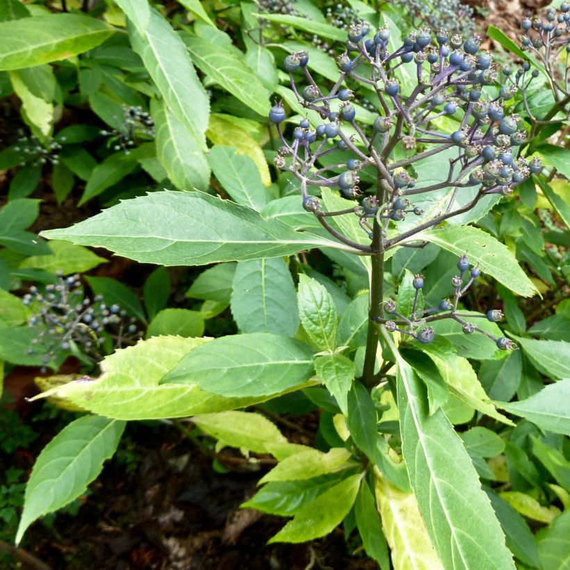 Dichroa febrifuga - Chang shan (Groeiplaats)