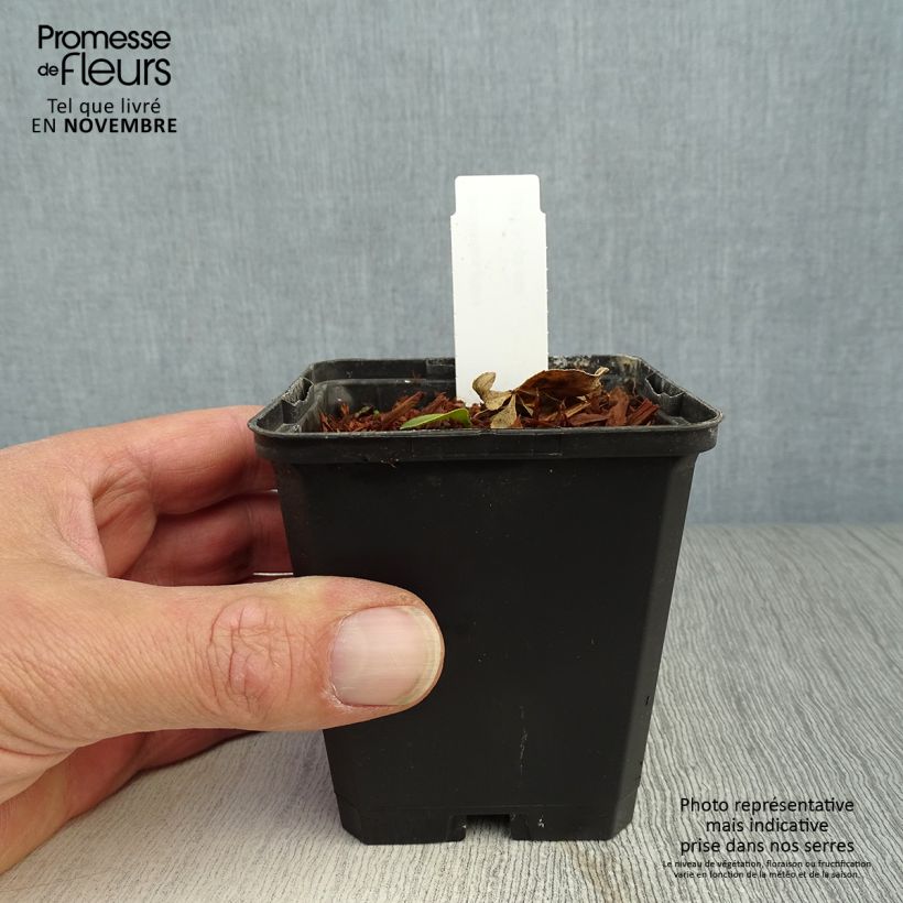 Exemplaar van Dictamnus albus - Vuurwerkplant Kweekpotje van 8/9 cm zoals geleverd in de herfst