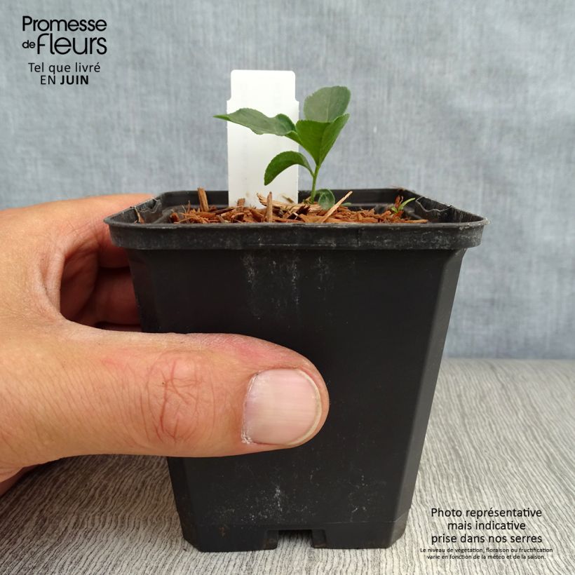 Exemplaar van Dictamnus albus purpureus - Vuurwerkplant Kweekpotje van 8/9 cm zoals geleverd in de zomer