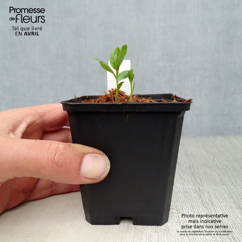 Exemplaar van Dictamnus albus purpureus - Vuurwerkplant Kweekpotje van 8/9 cm zoals geleverd in de lente