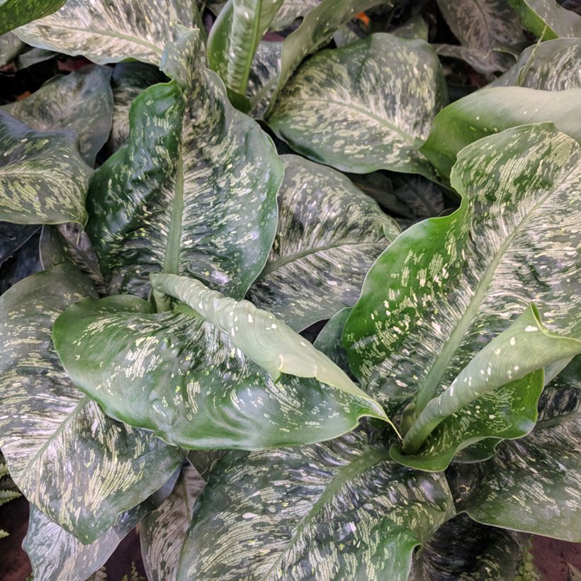 Dieffenbachia Tropic Snow - Domme riet (Blad)