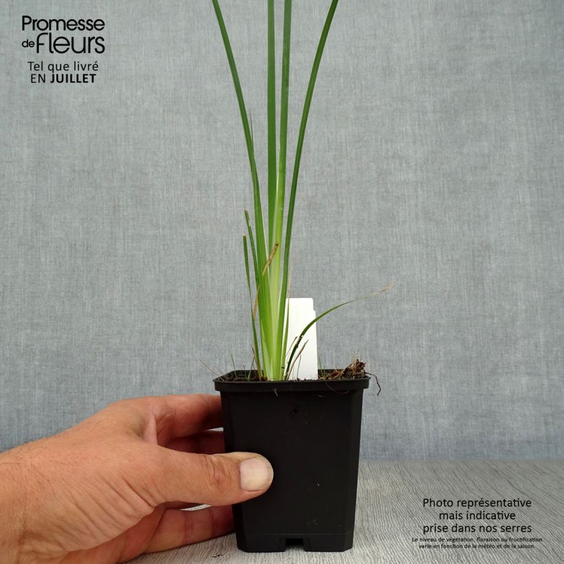 Exemplaar van Dierama pulcherrimum Alba - Engelenhengel Kweekpotje van 8/9 cm zoals geleverd in de zomer