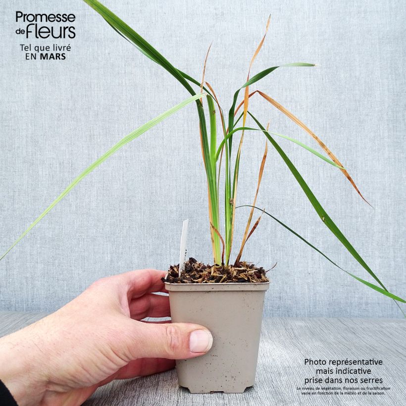 Exemplaar van Dierama pulcherrimum Dark Cerise - Engelenhengel Kweekpotje van 8/9 cm zoals geleverd in de lente