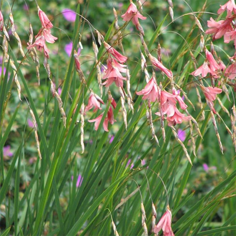 Dierama igneum - Engelenhengel (Groeiplaats)