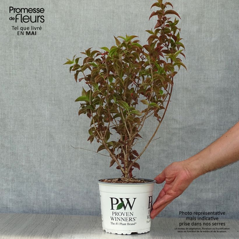 Example of Diervilla Kodiak Black - Amerikaanse weigelia Pot van 2 l/3 l as you get in printemps