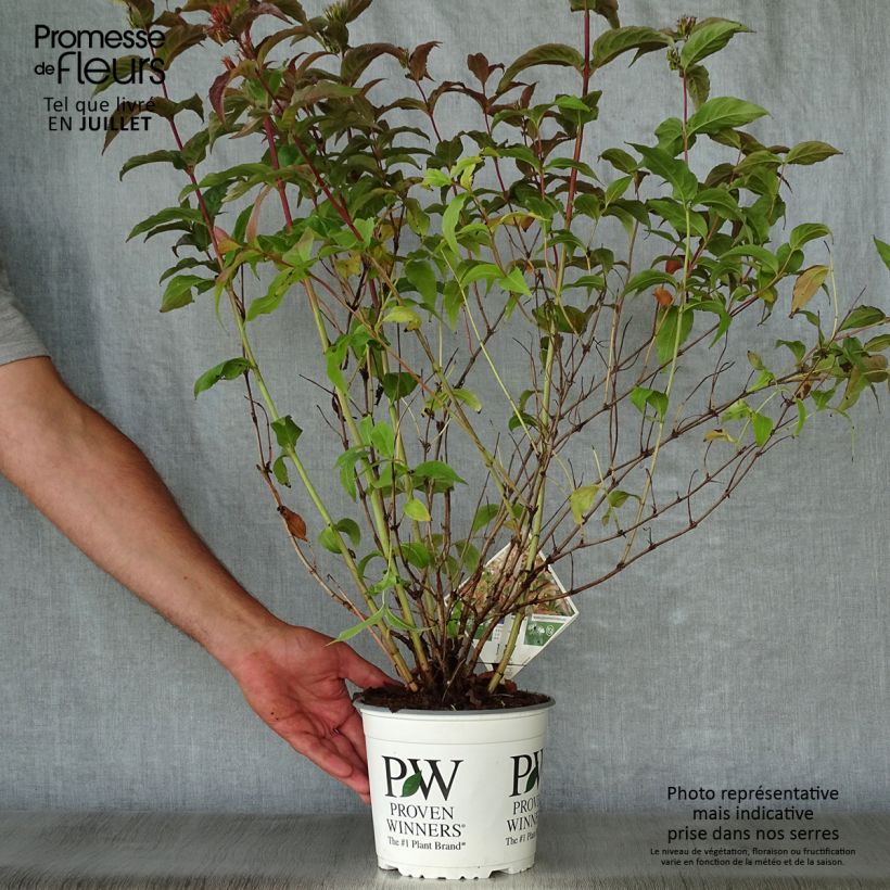 Exemplaar van Diervilla Kodiak Orange - Amerikaanse weigelia Pot van 2 l/3 l zoals geleverd in de zomer