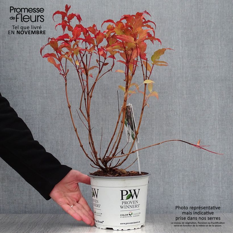 Exemplaar van Diervilla Kodiak Red - Amerikaanse weigelia Pot van 2 l/3 l zoals geleverd in de herfst