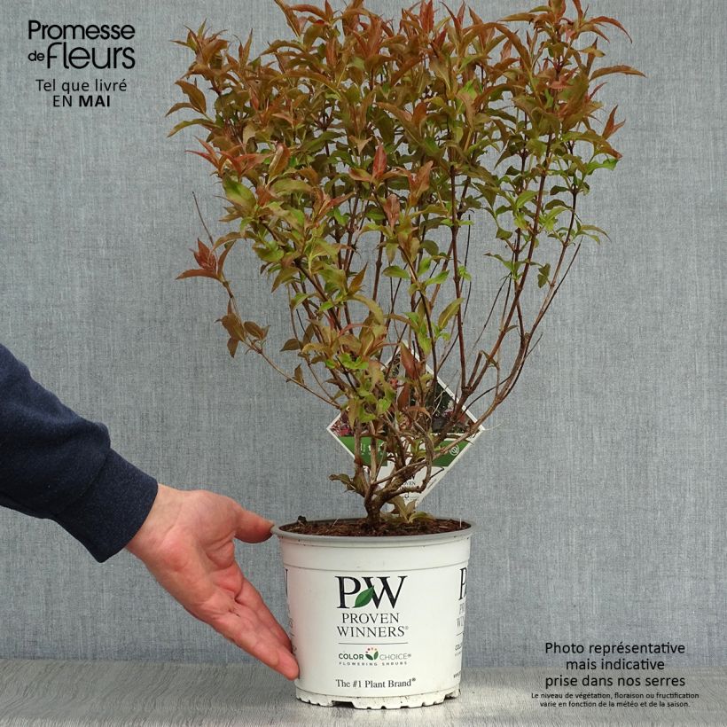Example of Diervilla Kodiak Red - Amerikaanse weigelia Pot van 2 l/3 l as you get in printemps