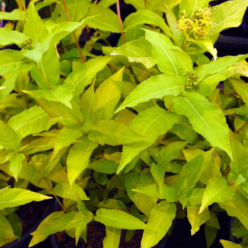 Diervilla rivularis Honeybee - Amerikaanse weigelia (Blad)