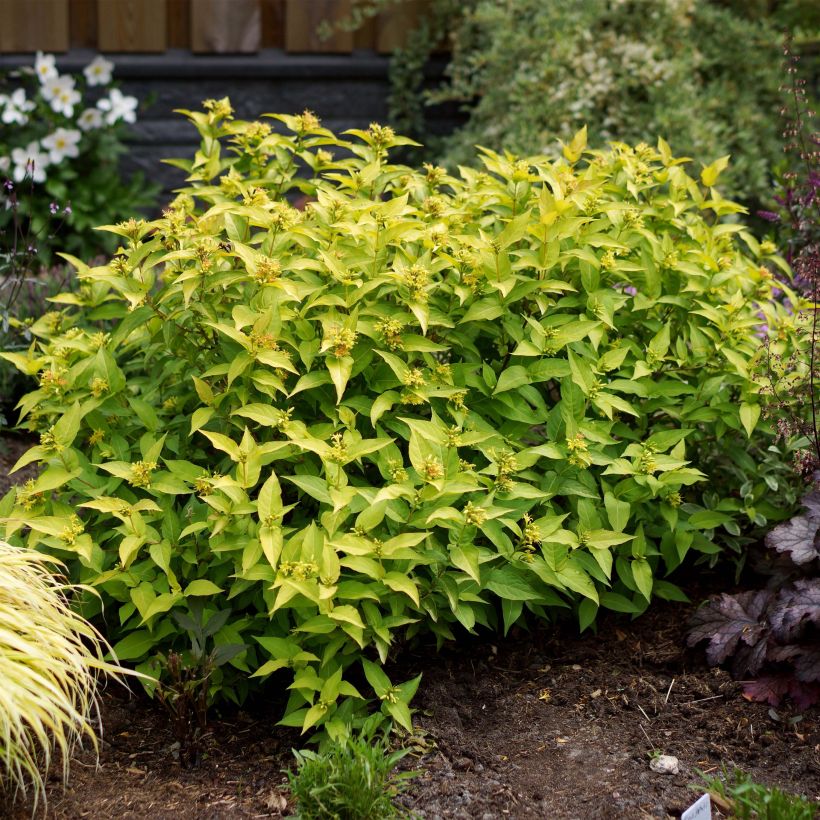 Diervilla rivularis Honeybee - Amerikaanse weigelia (Groeiplaats)