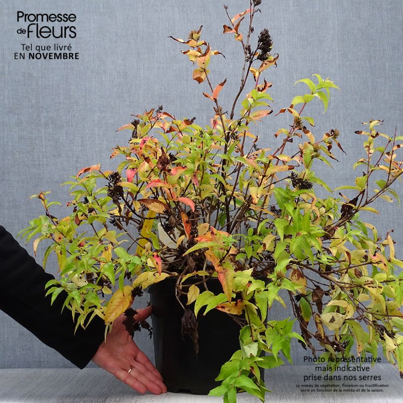 Exemplaar van Diervilla rivularis Honeybee - Amerikaanse weigelia Pot van 7,5 l/10 l zoals geleverd in de herfst