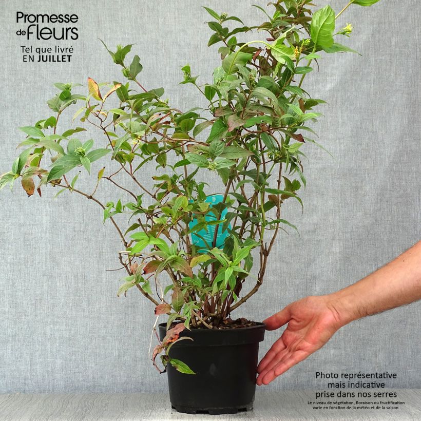 Exemplaar van Diervilla splendens - Amerikaanse weigelia Pot van 2 l/3 l zoals geleverd in de zomer