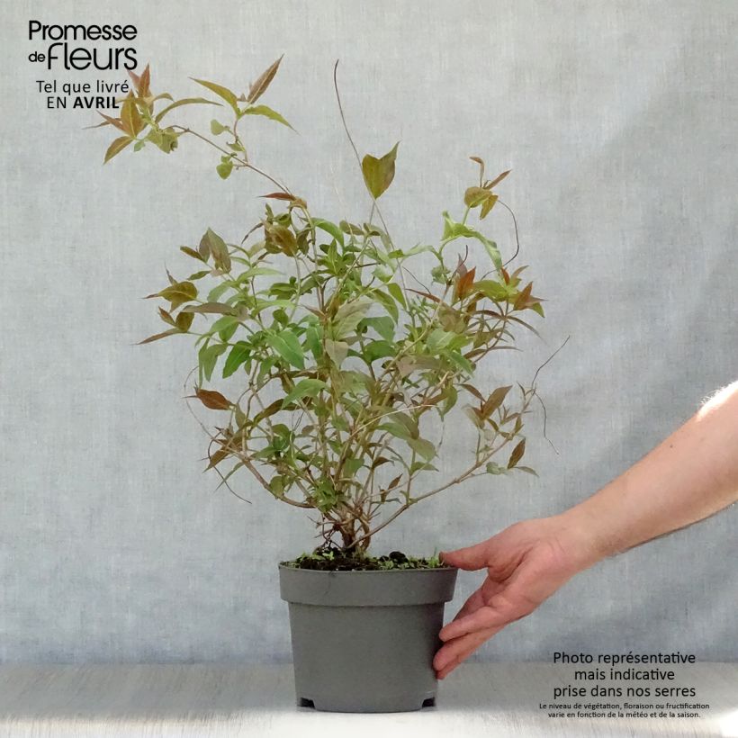 Exemplaar van Diervilla splendens - Amerikaanse weigelia Pot van 2 l/3 l zoals geleverd in de lente