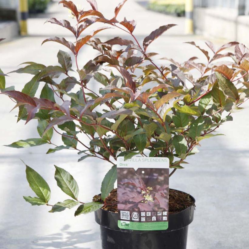 Diervilla splendens Diva - Amerikaanse weigelia (Groeiplaats)