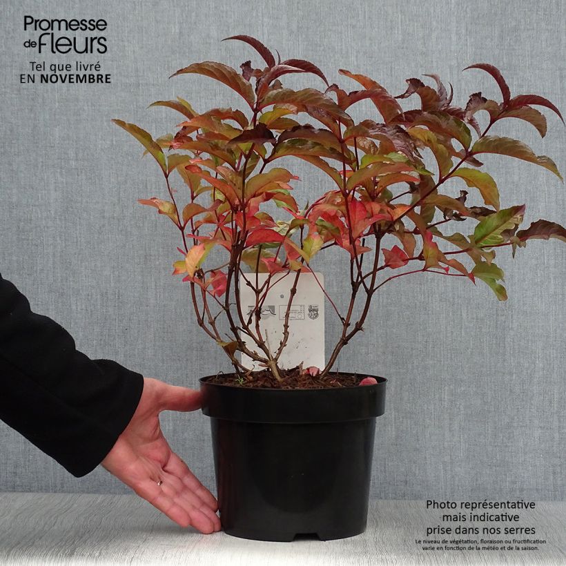 Exemplaar van Diervilla splendens Diva - Amerikaanse weigelia Pot van 3 l/4 l zoals geleverd in de herfst