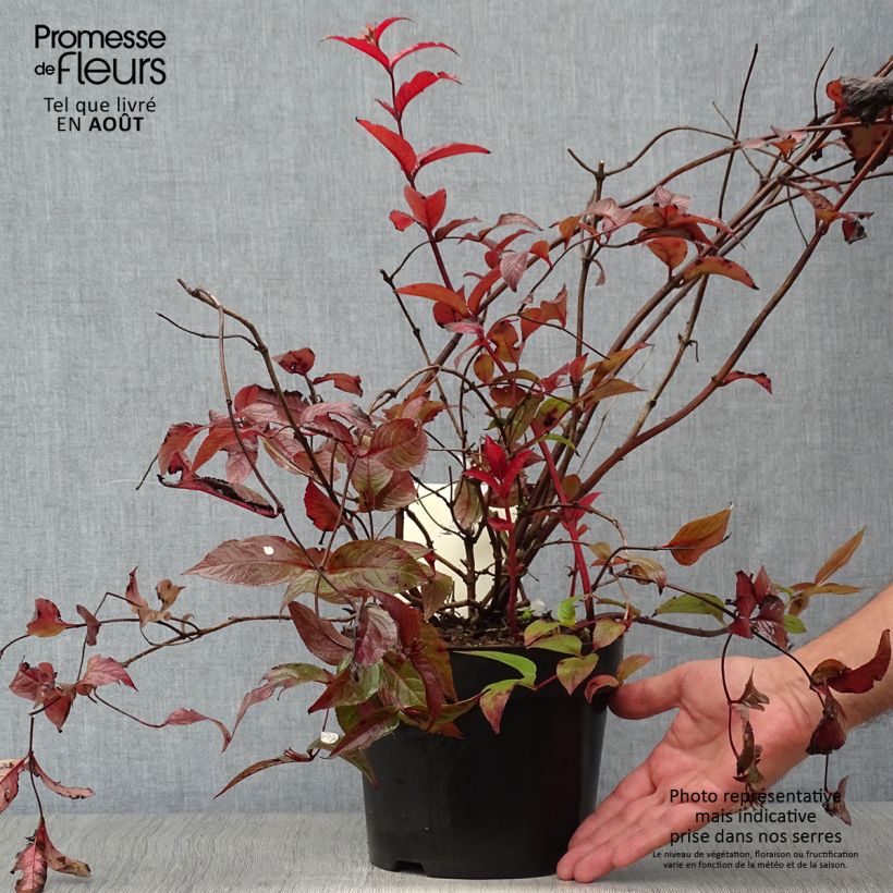Exemplaar van Diervilla splendens Diva - Amerikaanse weigelia Pot van 3 l/4 l zoals geleverd in de zomer