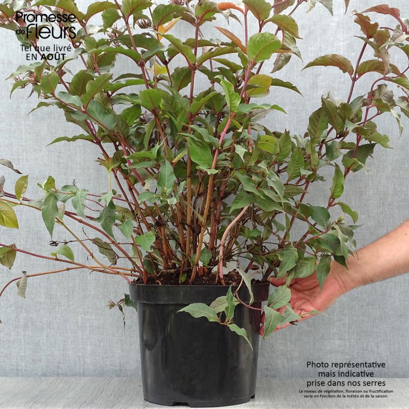 Exemplaar van Diervilla splendens Diva - Amerikaanse weigelia Pot van 7,5 l/10 l zoals geleverd in de zomer