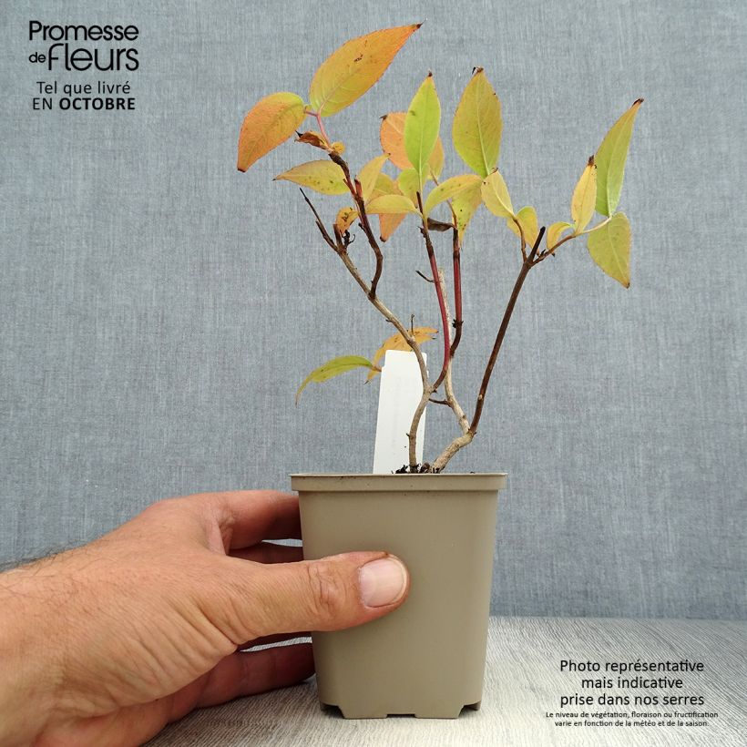 Exemplaar van Diervilla splendens - Amerikaanse weigelia Kweekpotje van 8/9 cm zoals geleverd in de herfst