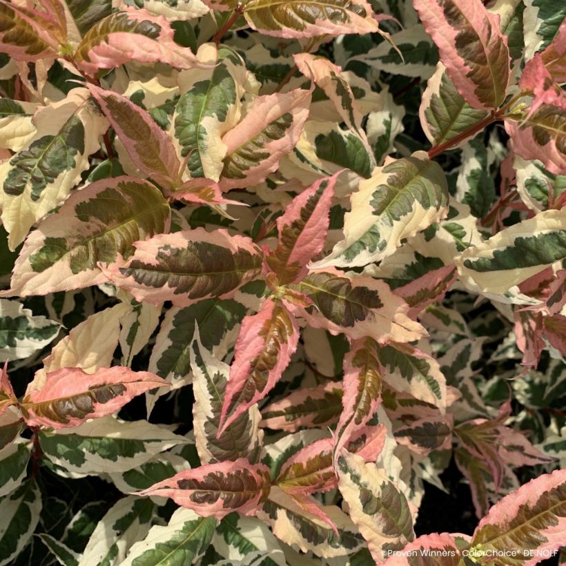 Diervilla Kodiak Mixx - Amerikaanse weigelia (Blad)