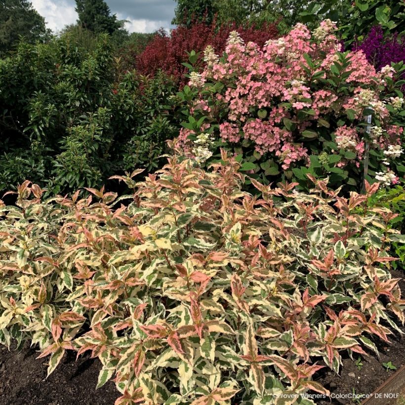 Diervilla Kodiak Mixx - Amerikaanse weigelia (Groeiplaats)
