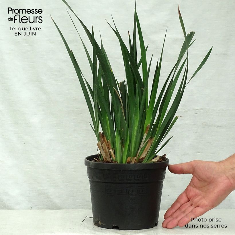 Exemplaar van Dietes grandiflora - Afrikaanse iris Pot van 2 l/3 l zoals geleverd in de zomer