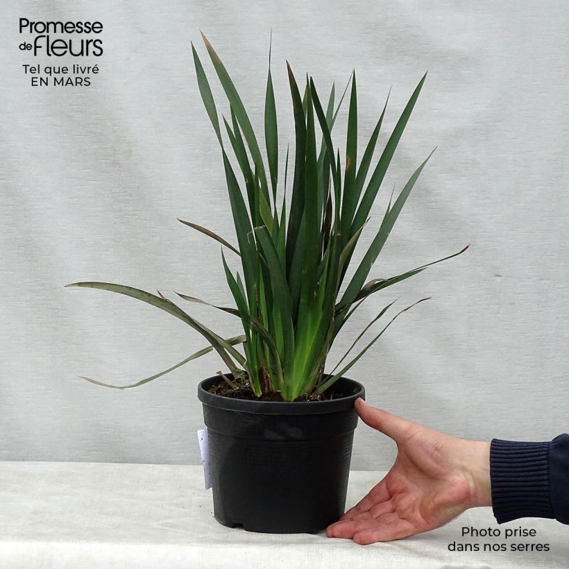 Exemplaar van Dietes grandiflora - Afrikaanse iris Pot van 2 l/3 l zoals geleverd in de lente