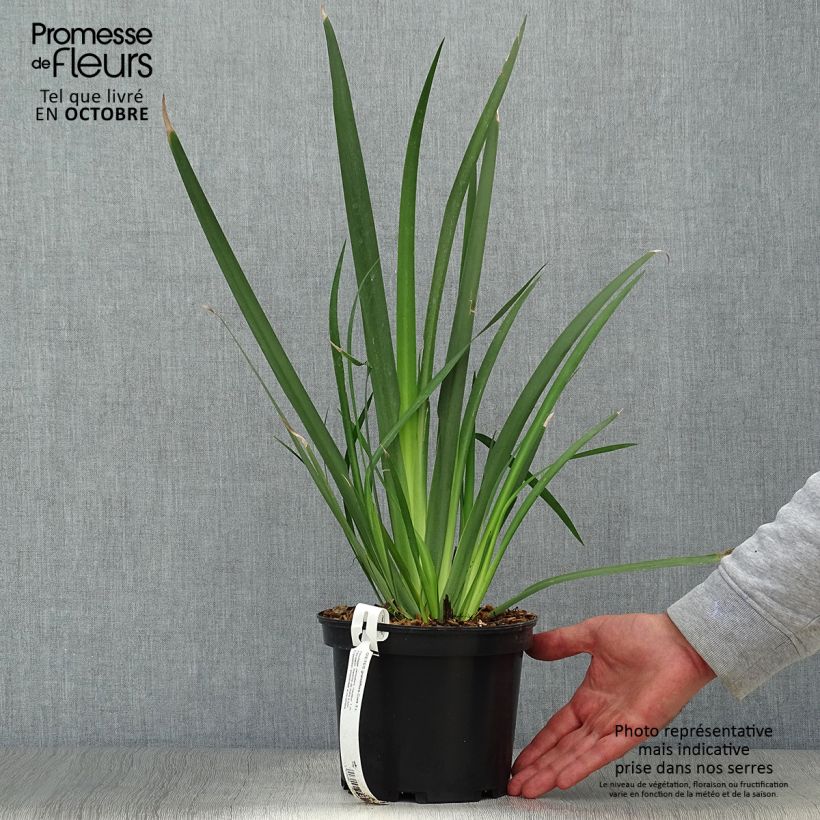 Exemplaar van Dietes grandiflora - Afrikaanse iris Pot van 2 l/3 l zoals geleverd in de herfst