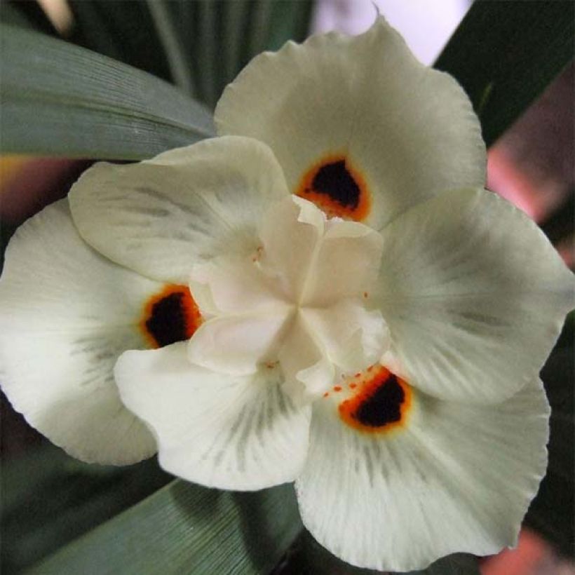 Dietes bicolor - Afrikaanse iris (Bloei)